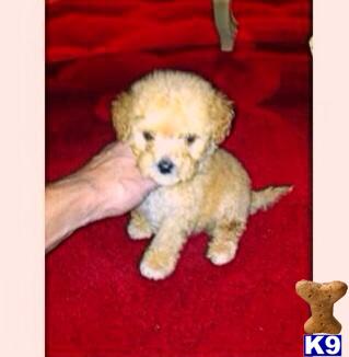 maltipoo puppy posted by NEW PUPPIES